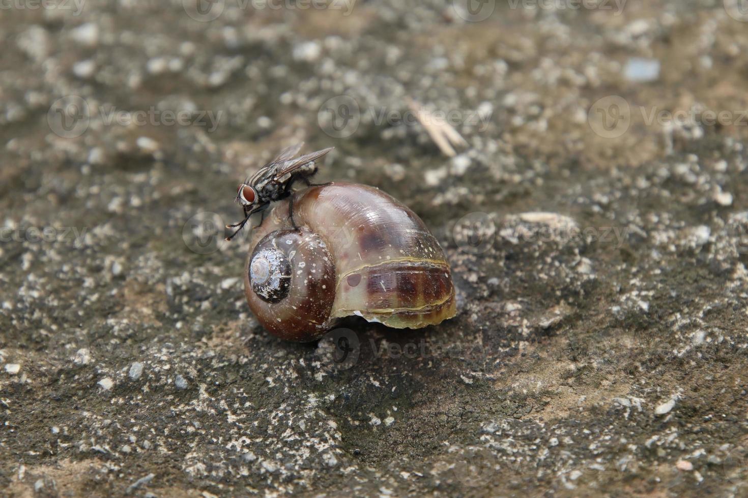 Flesh Flies on a dead snail shell photo