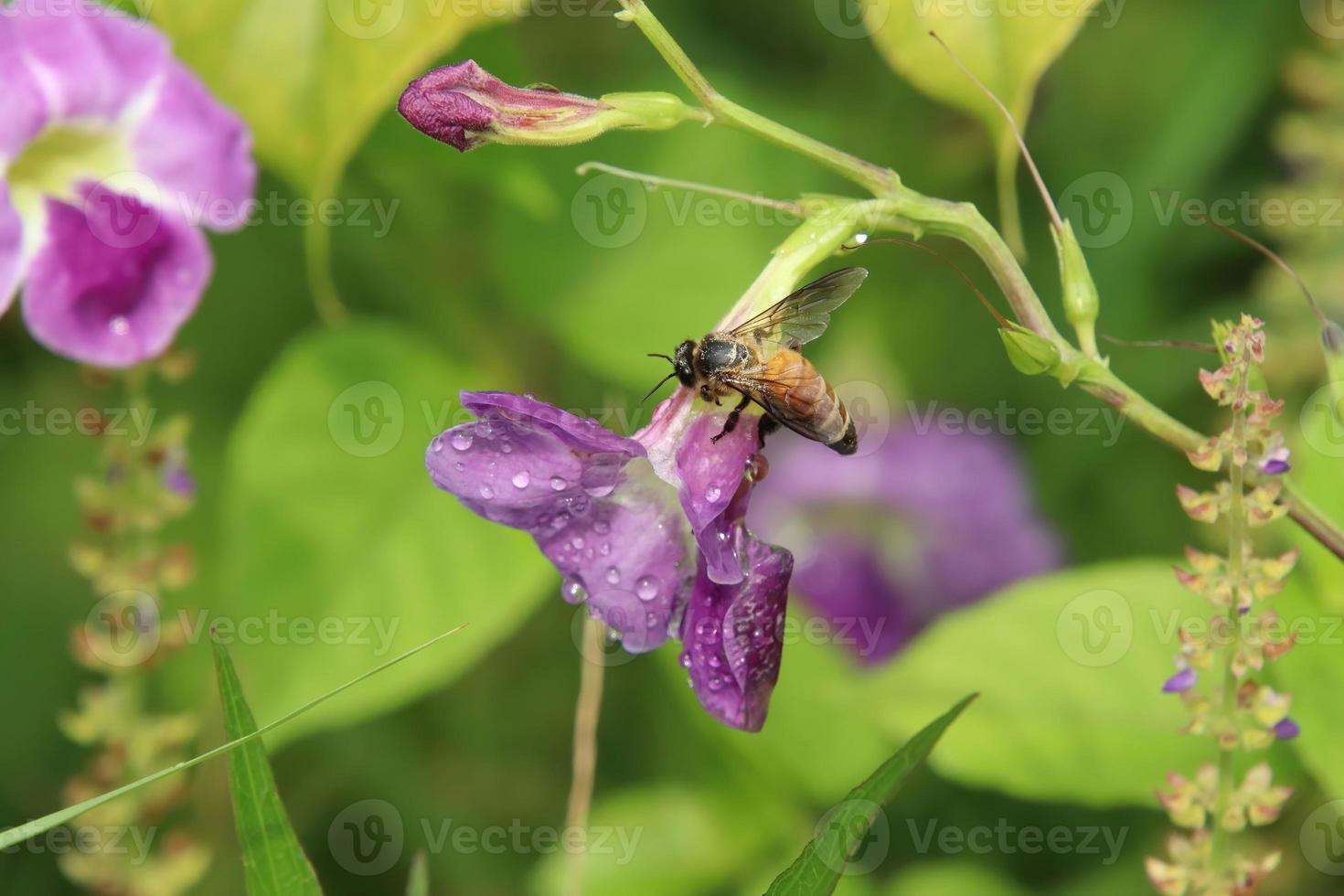 Tropical bee feeding on or pollinating a flower photo