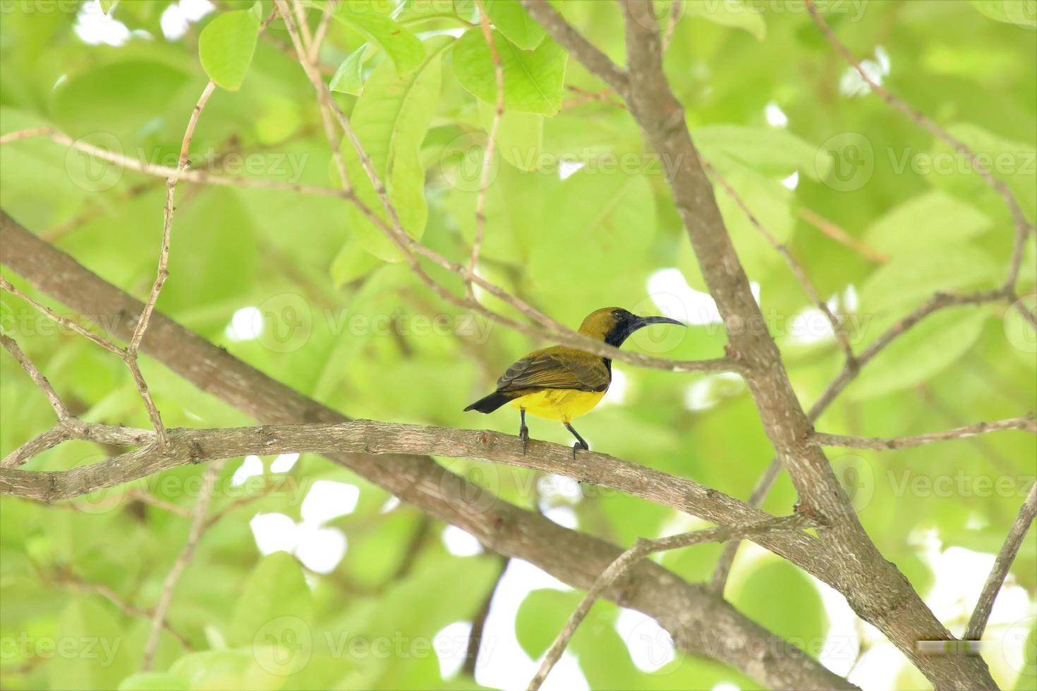 Olive Backed Sunbird on a tree branch photo