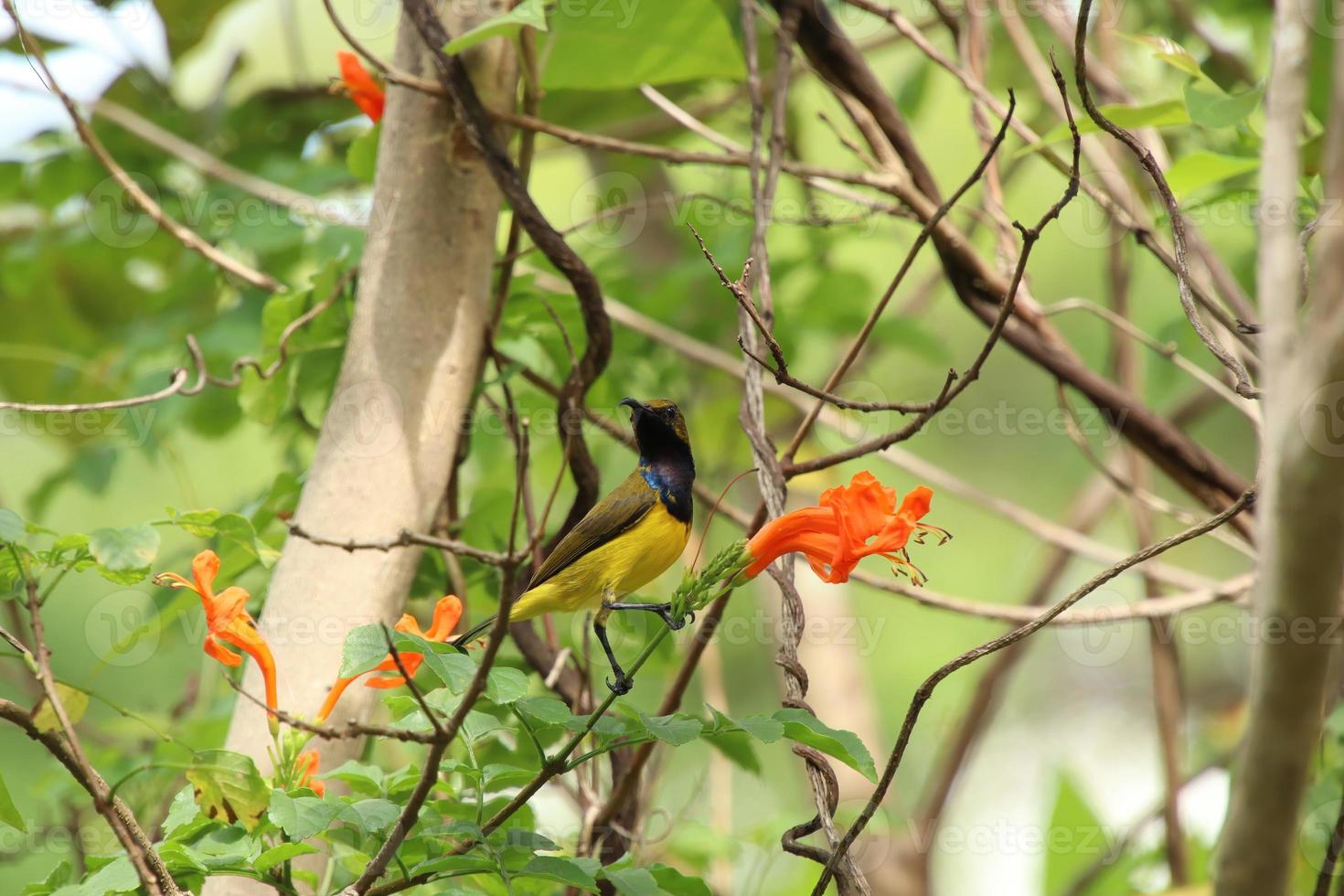 Olive backed sunbird on the tree tops photo