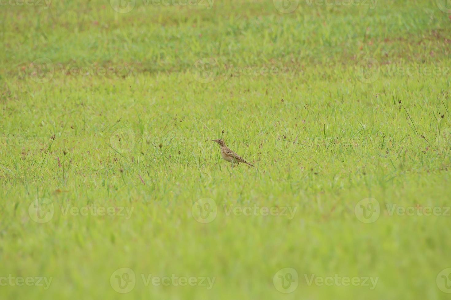 Paddy field pipit bird in the grass photo