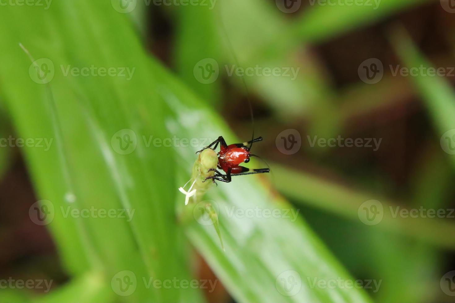 Black kneed meadow cricket on a leaf photo