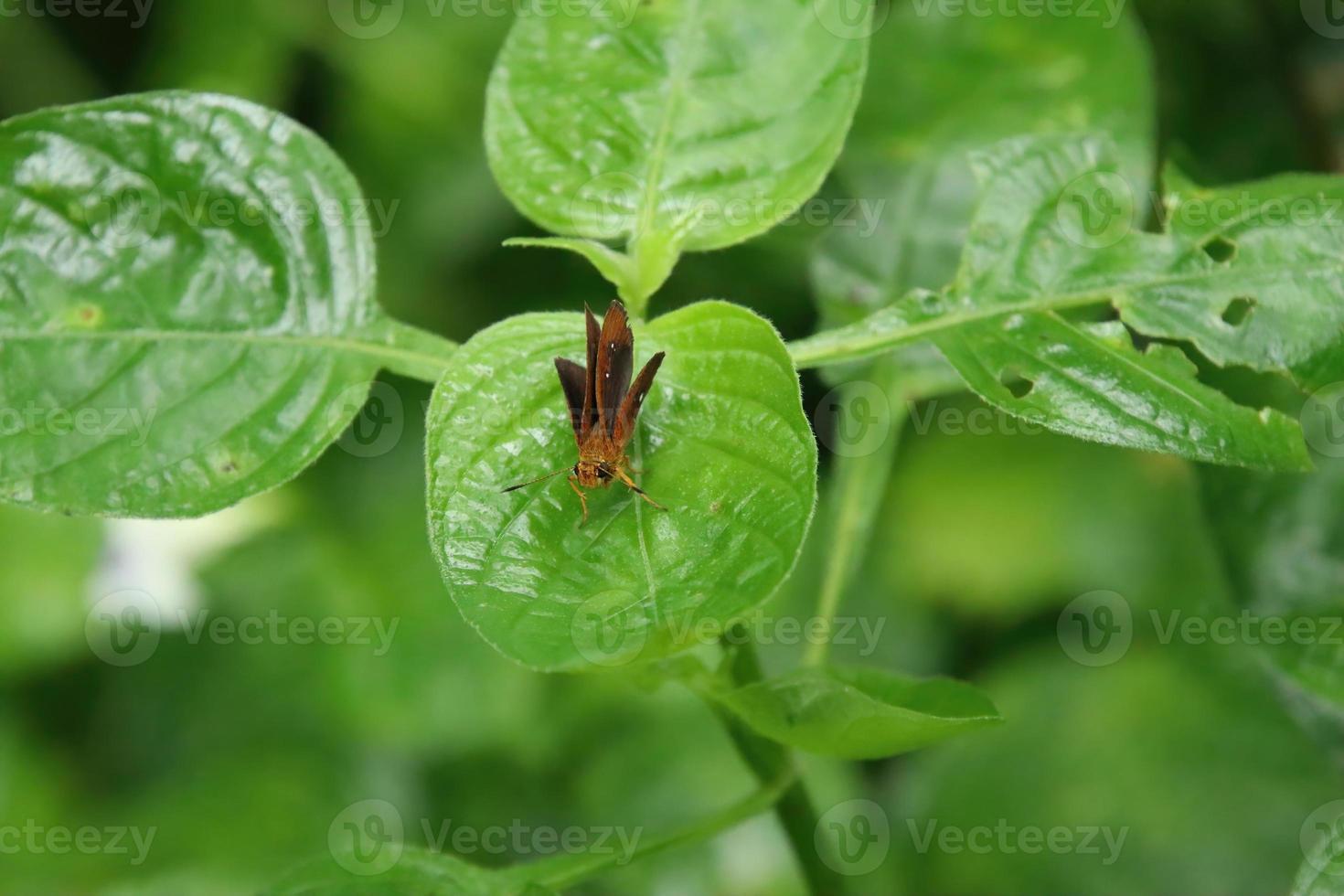 Butterflies on a leaf staring into space photo