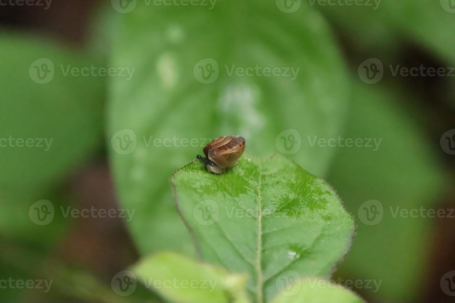 Small Invertebrate in the forest photo