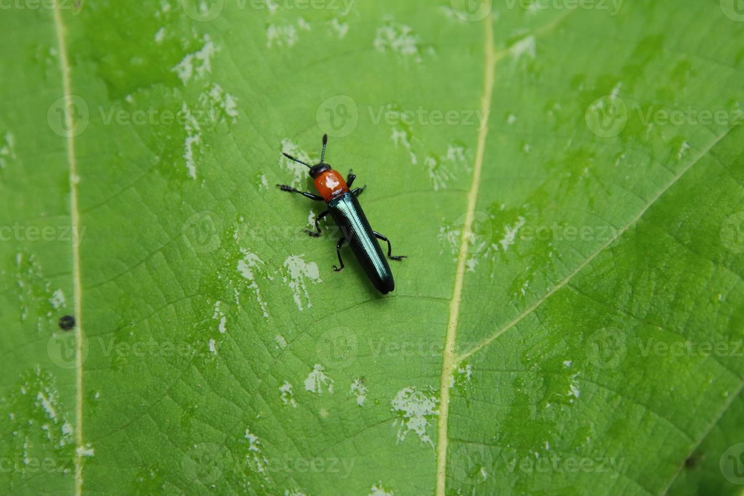 Lizard Beetle on a leaf photo