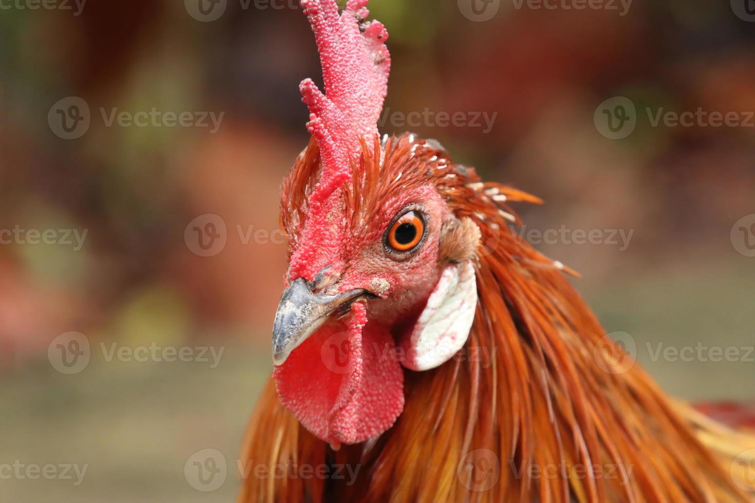 Red Jungle fowl Chicken looking into the camera photo