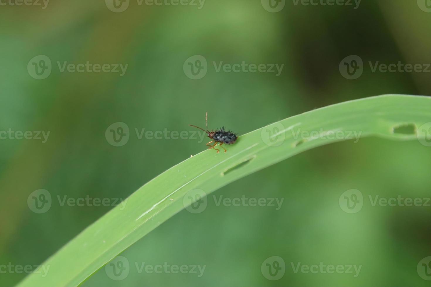 pequeño insecto en una hoja en un parque foto
