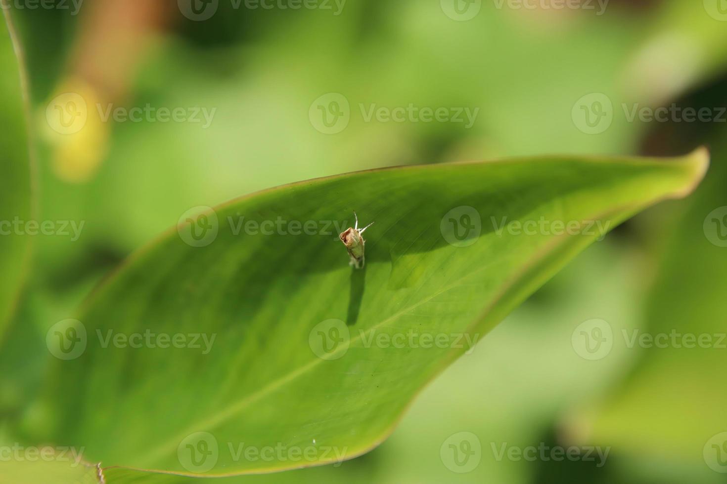 Small insect on a leaf in a park photo