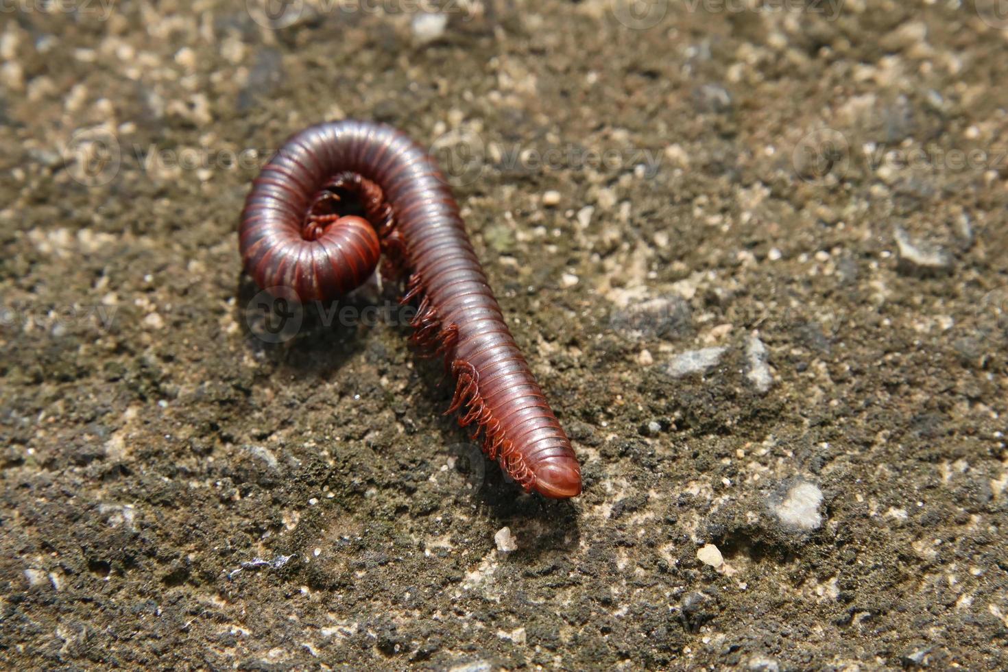 Dead Rusty Millipede on the ground photo