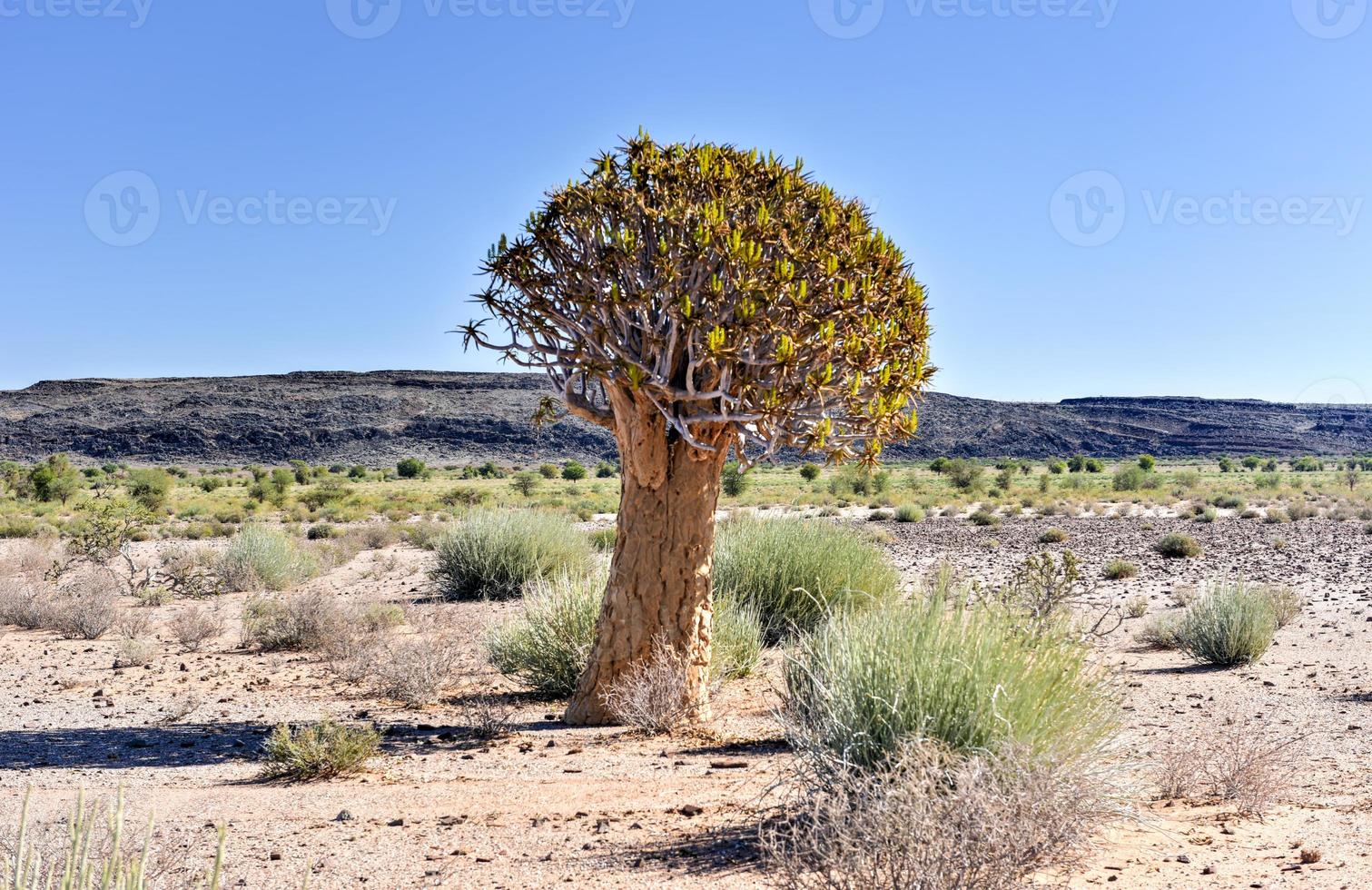 Quiver Tree - Namibia photo