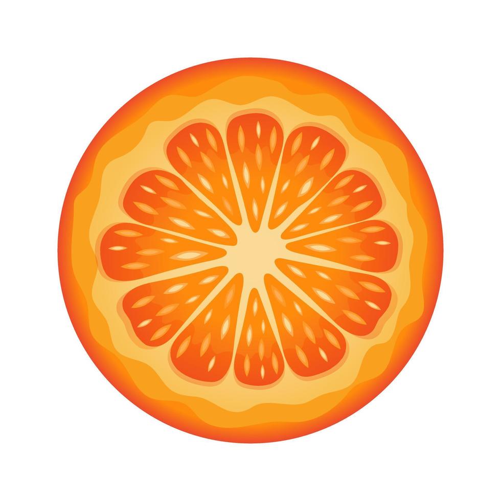 Orange round slice. Half an orange. Juicy fruit isolated on white background. vector