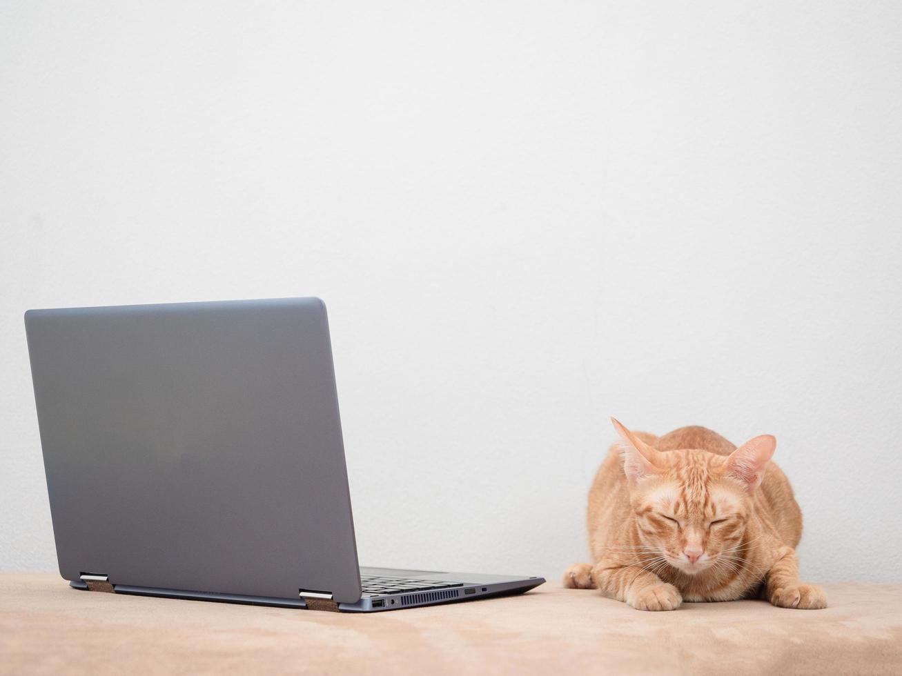 Orange cat laying on sofa with laptop feeling sleepy on white background photo