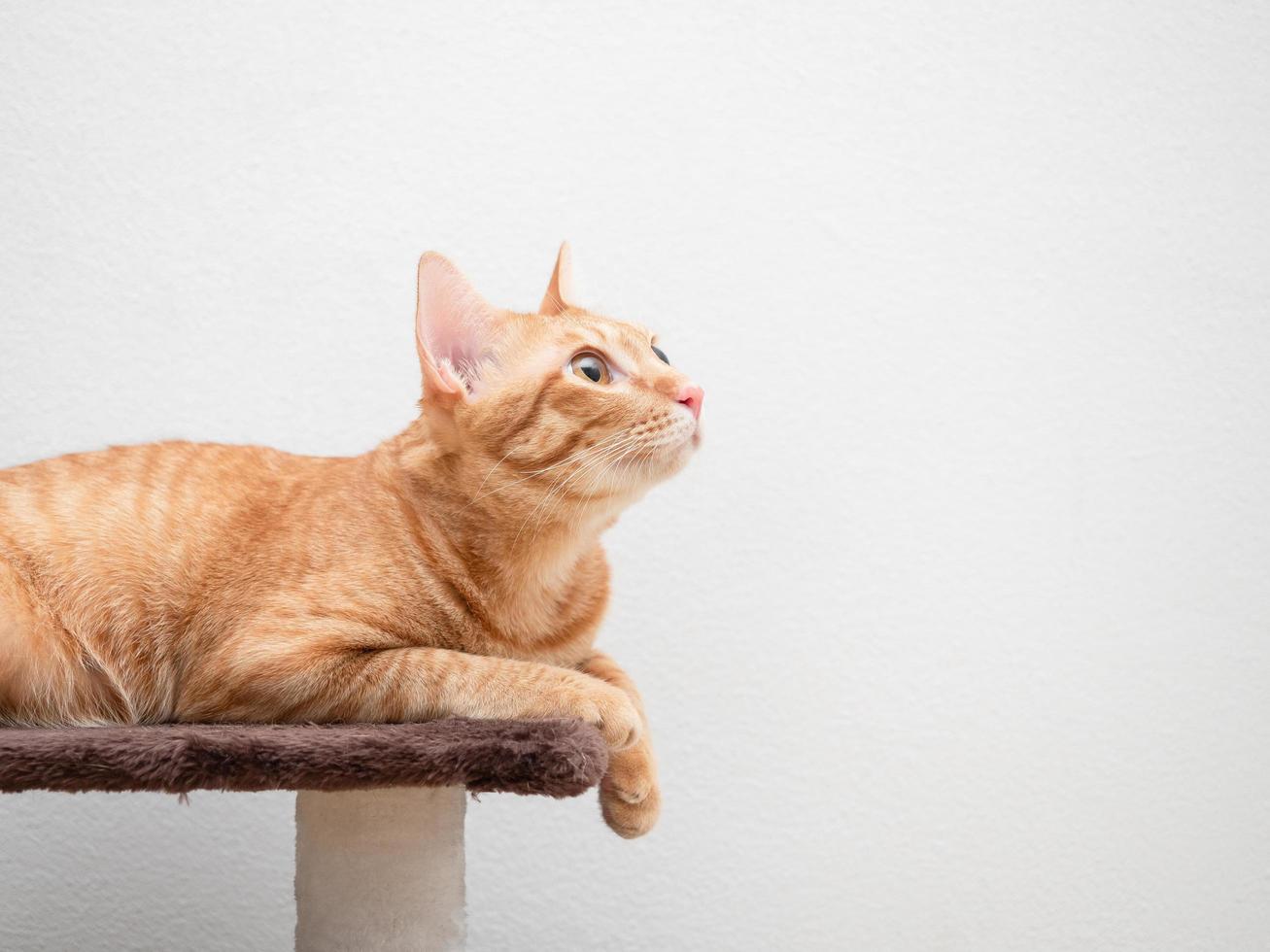 el color naranja del gato yacía en el condominio del gato mira el espacio de copia del lado derecho fondo blanco foto