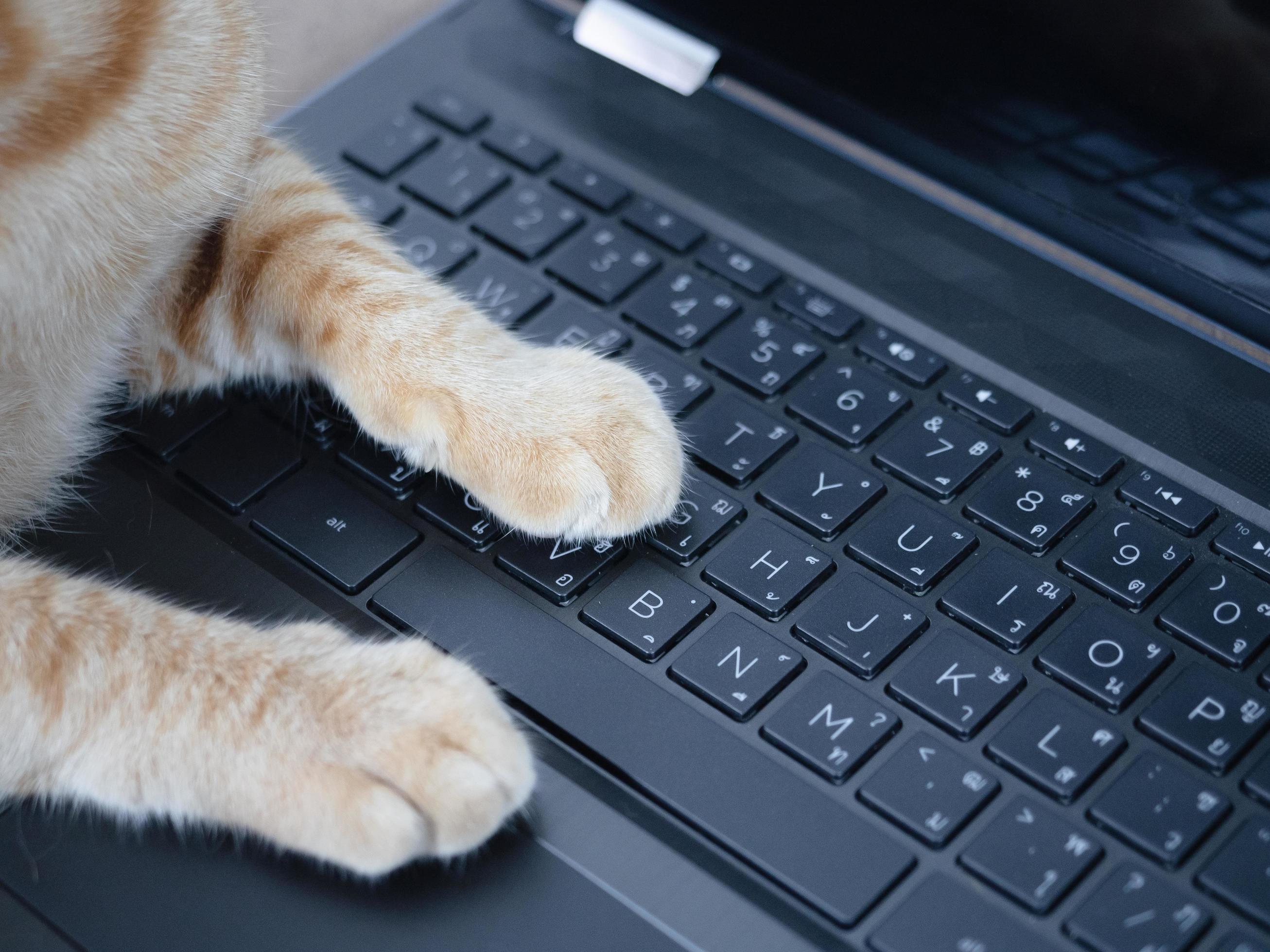Cat paw on keyboard of laptop 16664398 Stock Photo at Vecteezy