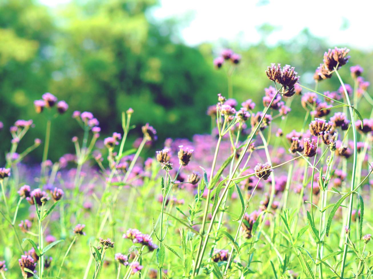 Closeup purple flower garden in natural fresh floral retro warm tone and the blur background photo