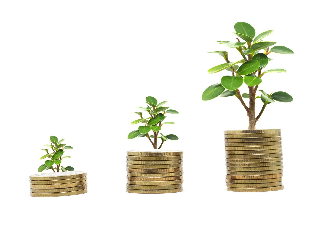 Small tree and gold coins growing up business concept on isolated white photo