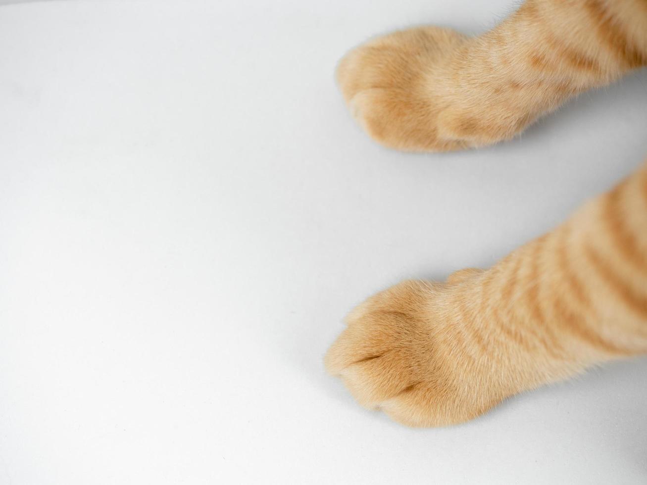 Cat paw orange color top view on white isolated background photo