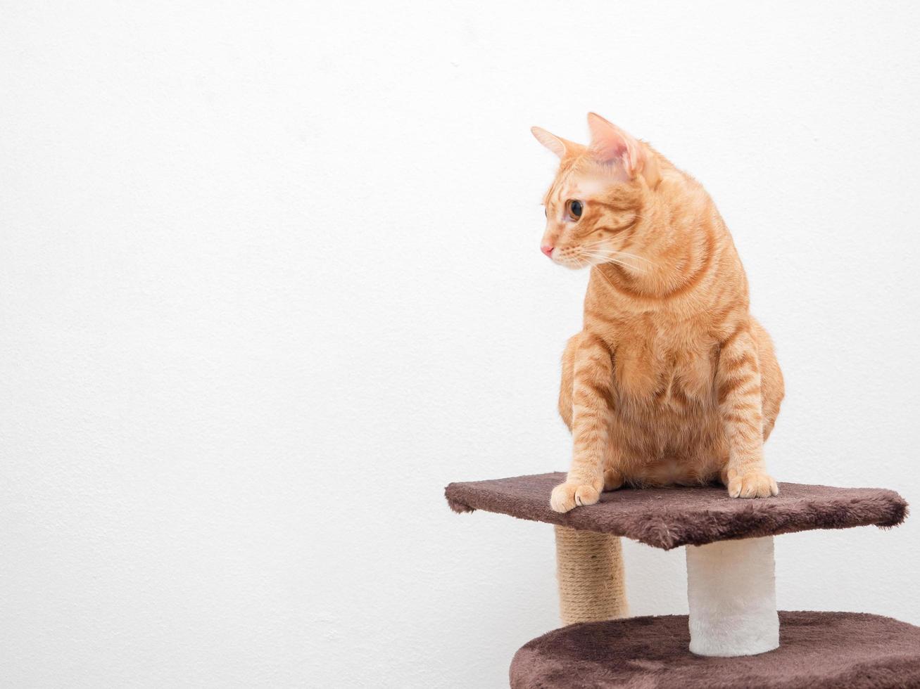 Orange cat sit on cat condo look at left side copy space white background isolated photo