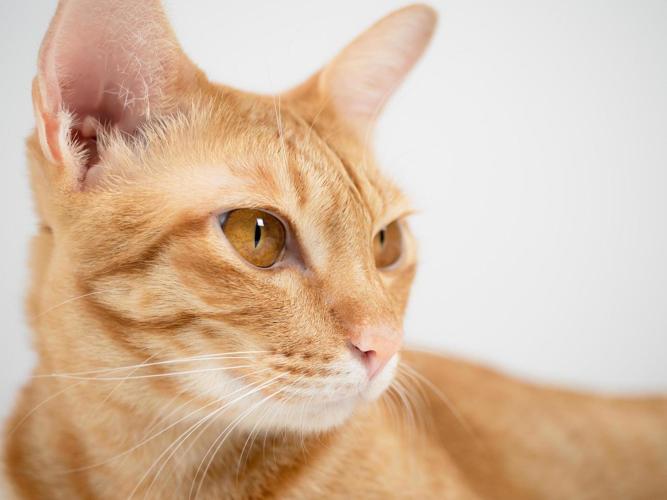 Close up face of domestic cat big eyes yellow color portrait photo