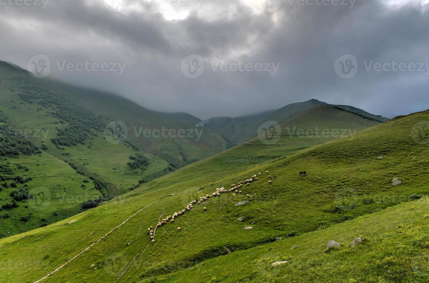 Sheep along the hills near the village of Gergeti in Georgia, under Mount Kazbegi. photo