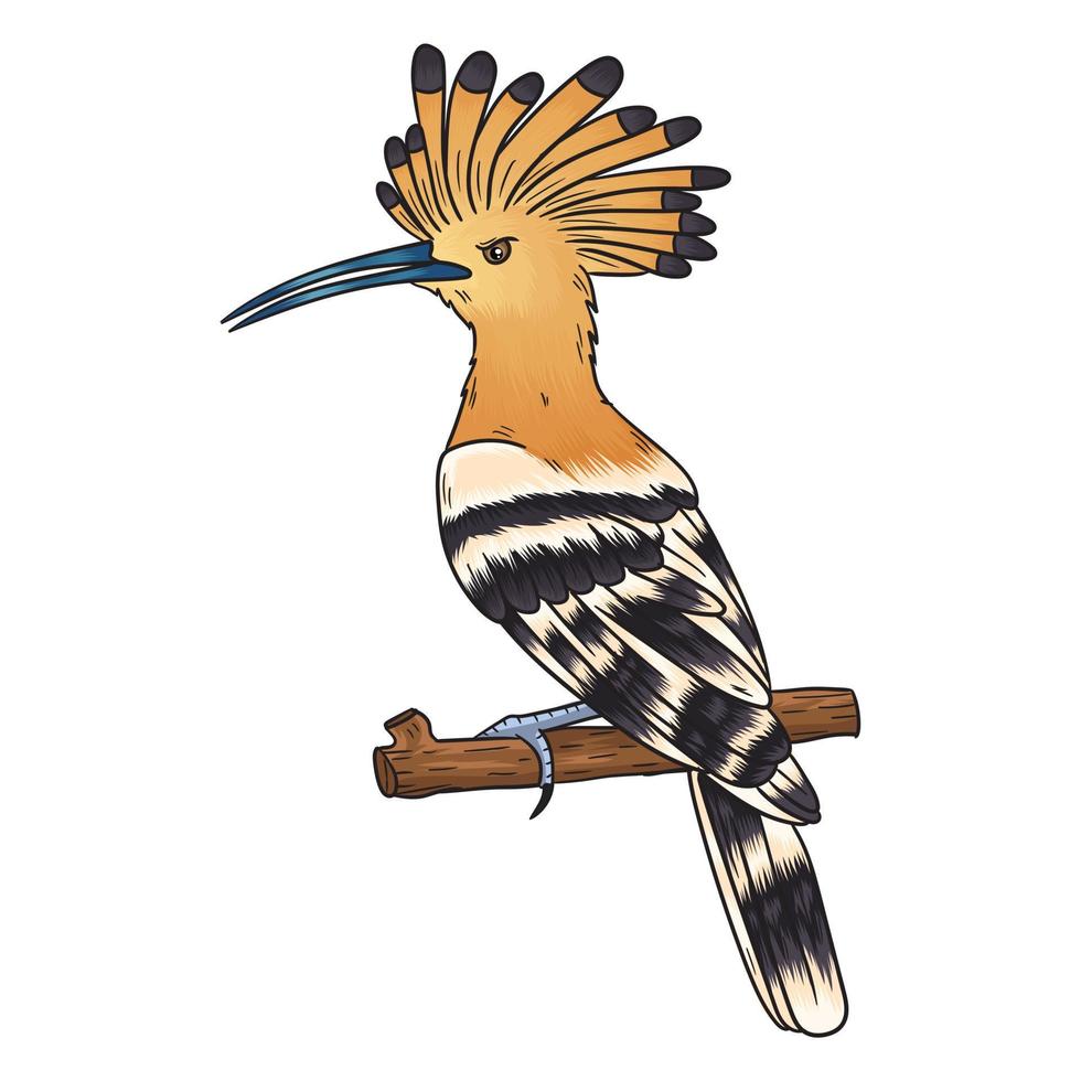 vector hoopoe bird, the beauty which is famous all over the world