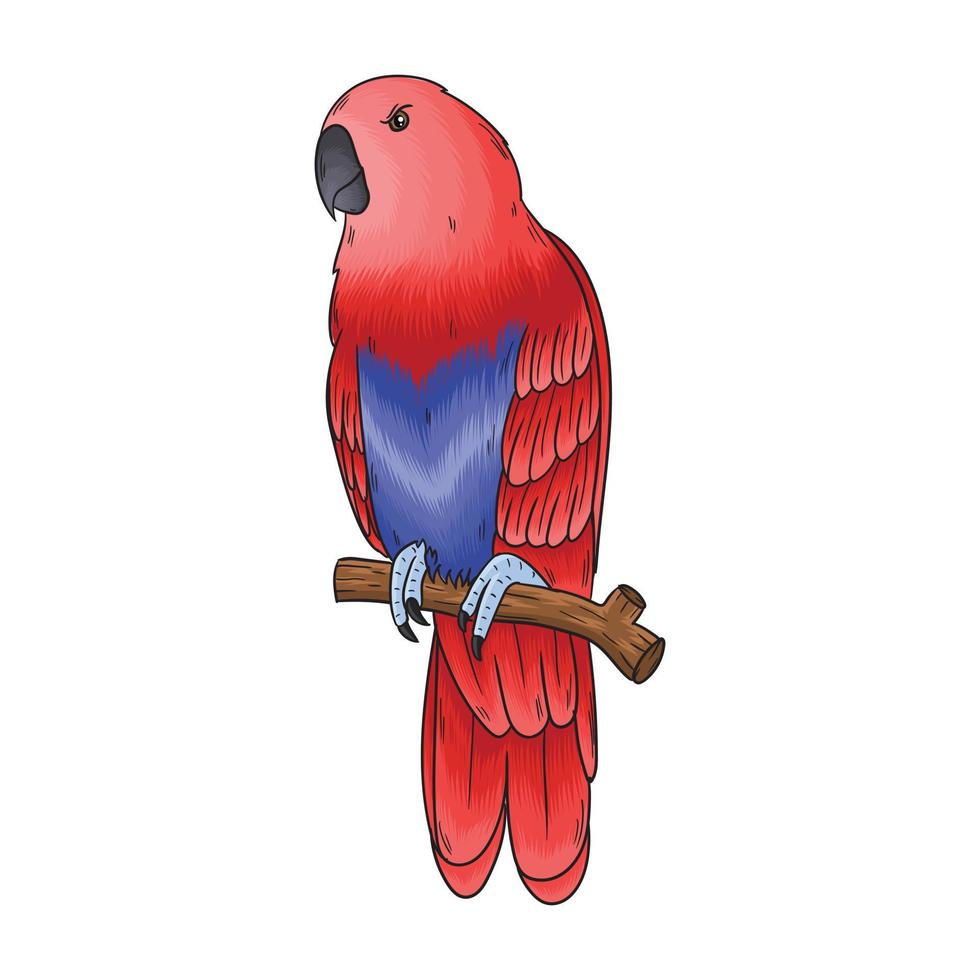 vector parrot, this bird has a beautiful color