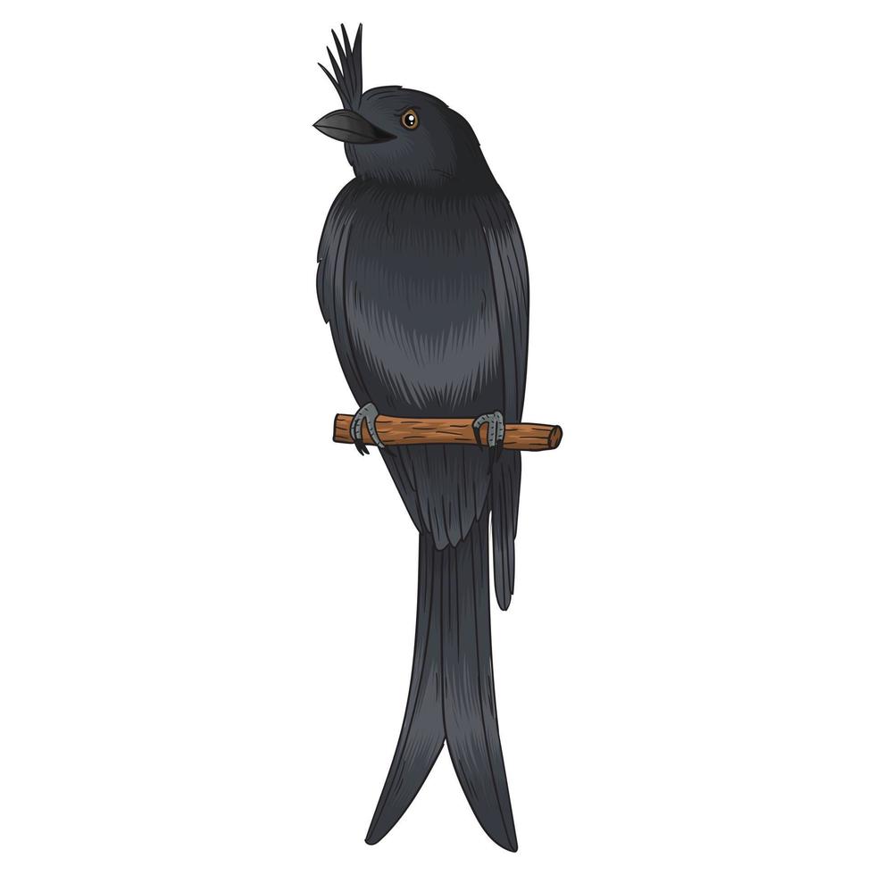 cawi bird vector, dark black color bird, notorious and gluttonous