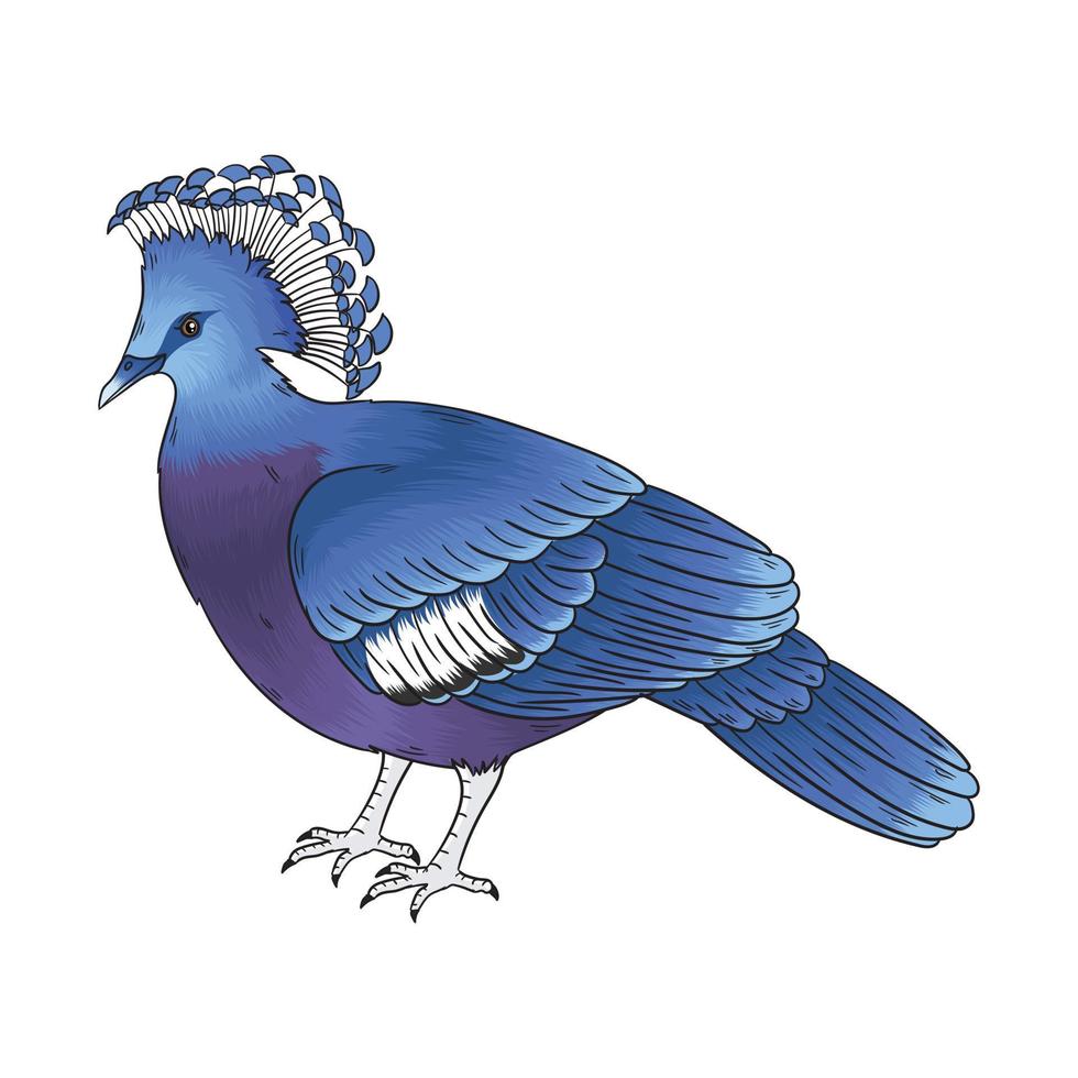 vector de paloma coronada, esta ave ya es rara