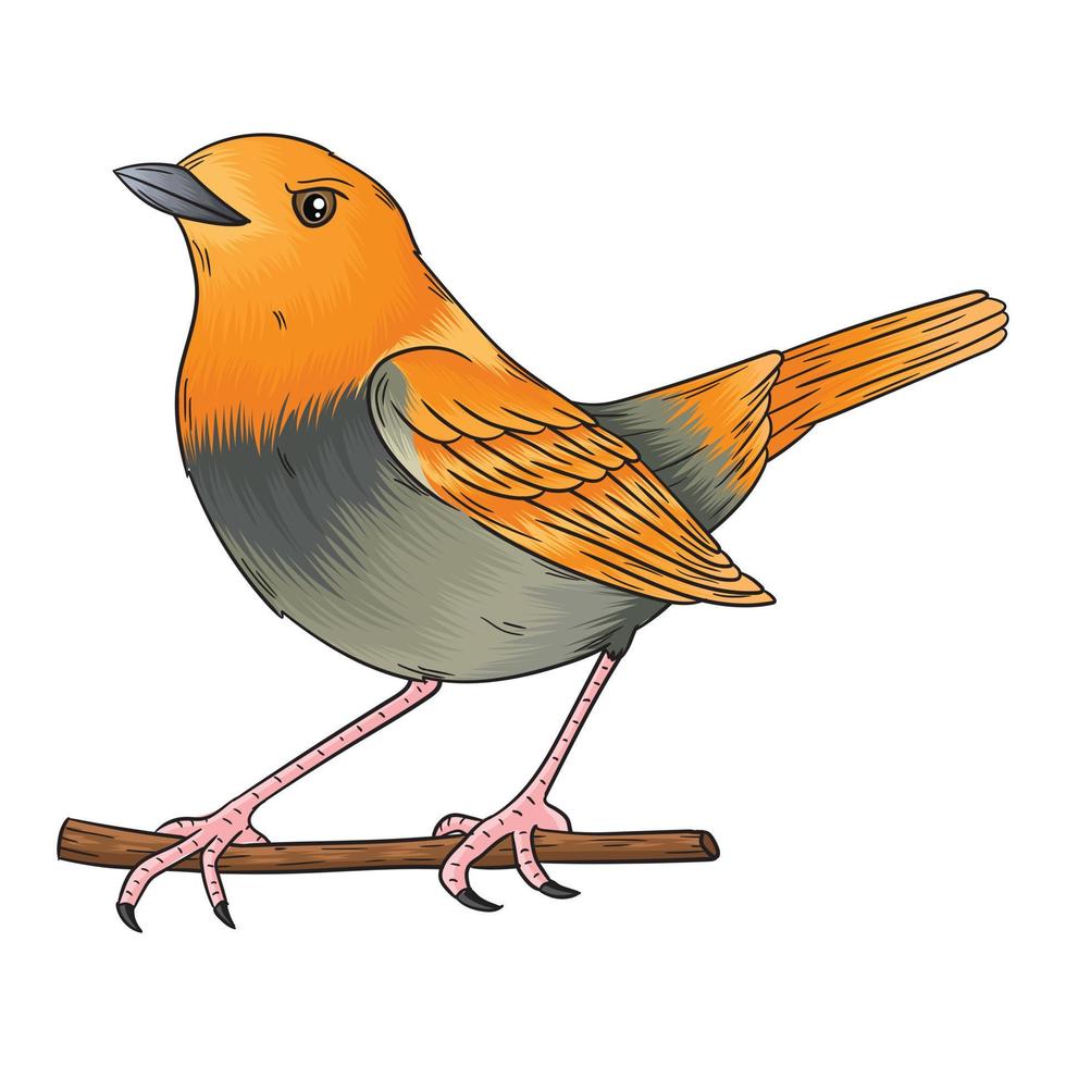 vector red anise bird with beautiful singing sound