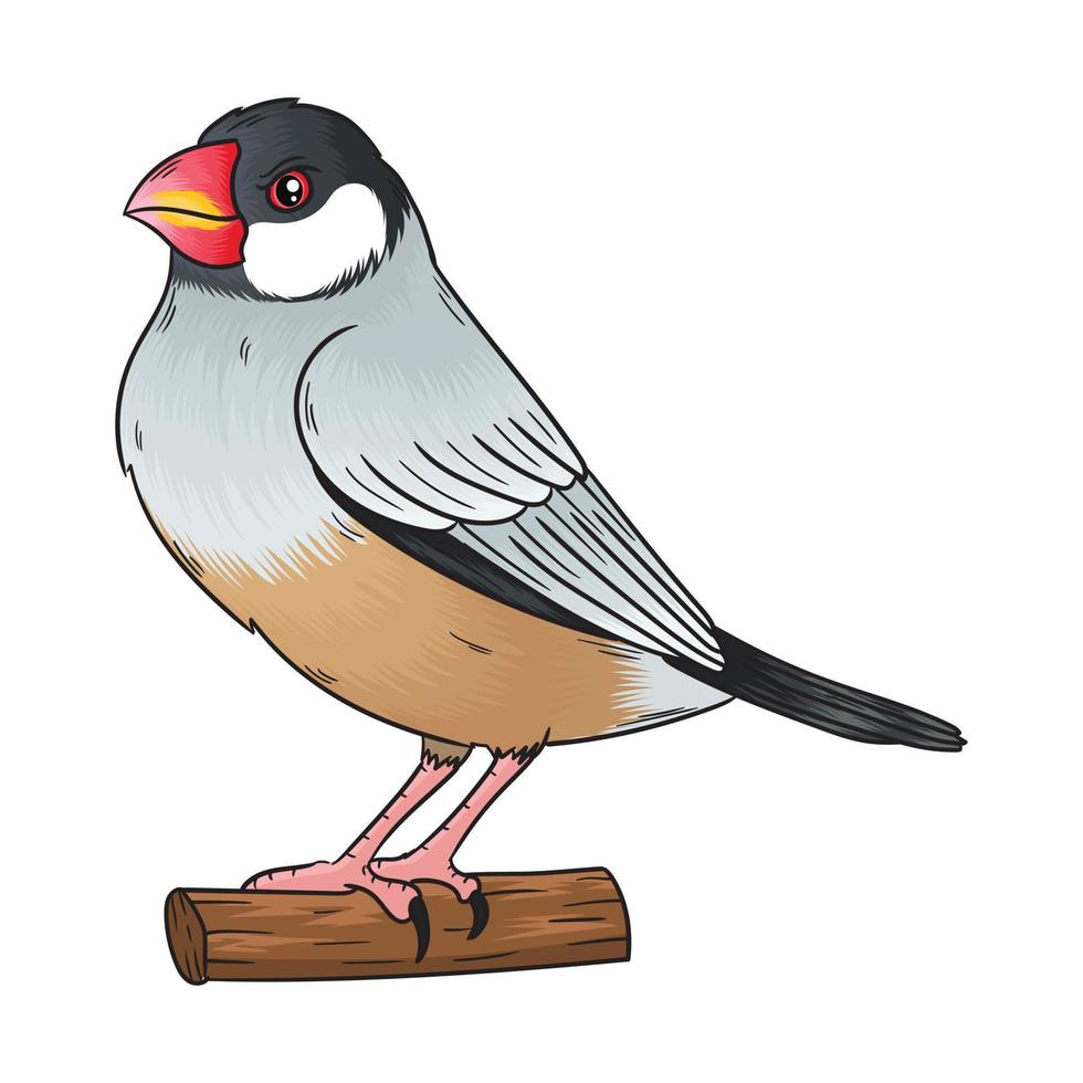 vector finch bird, this bird has a beautiful voice