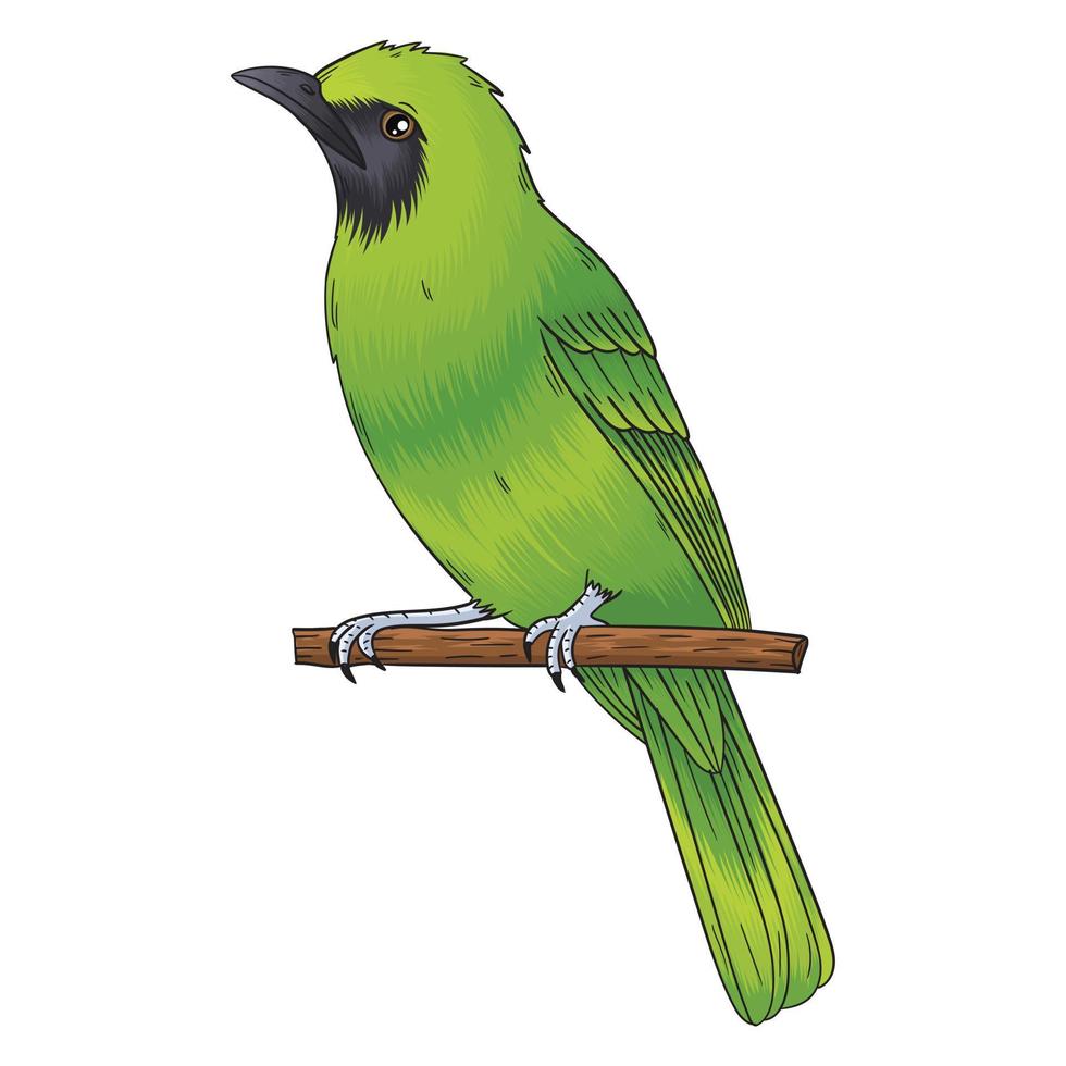 the vector of the green cucak bird, this bird is green, the sound is also good