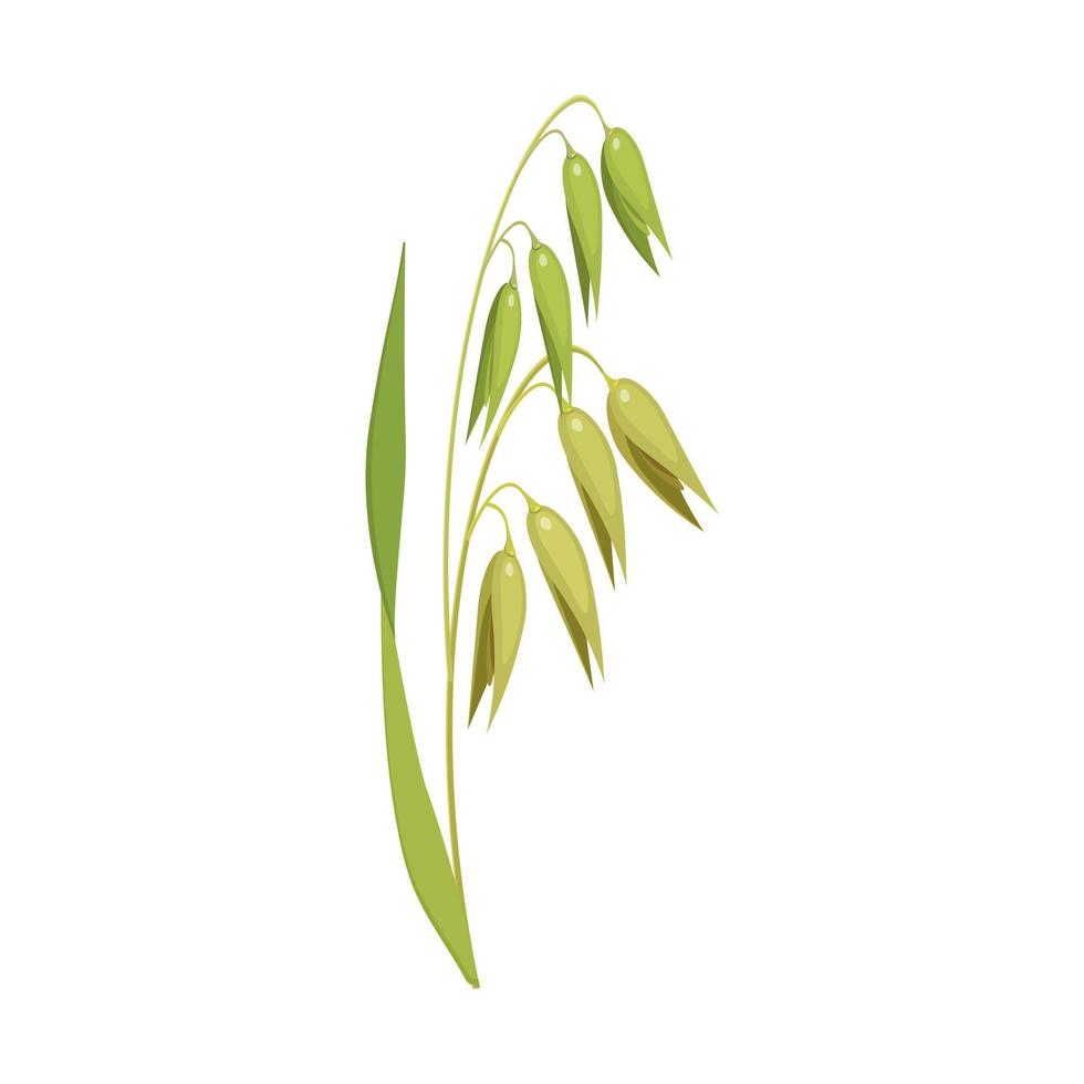 Oat stalk with leaves. Vector illustration of an ear of cereals