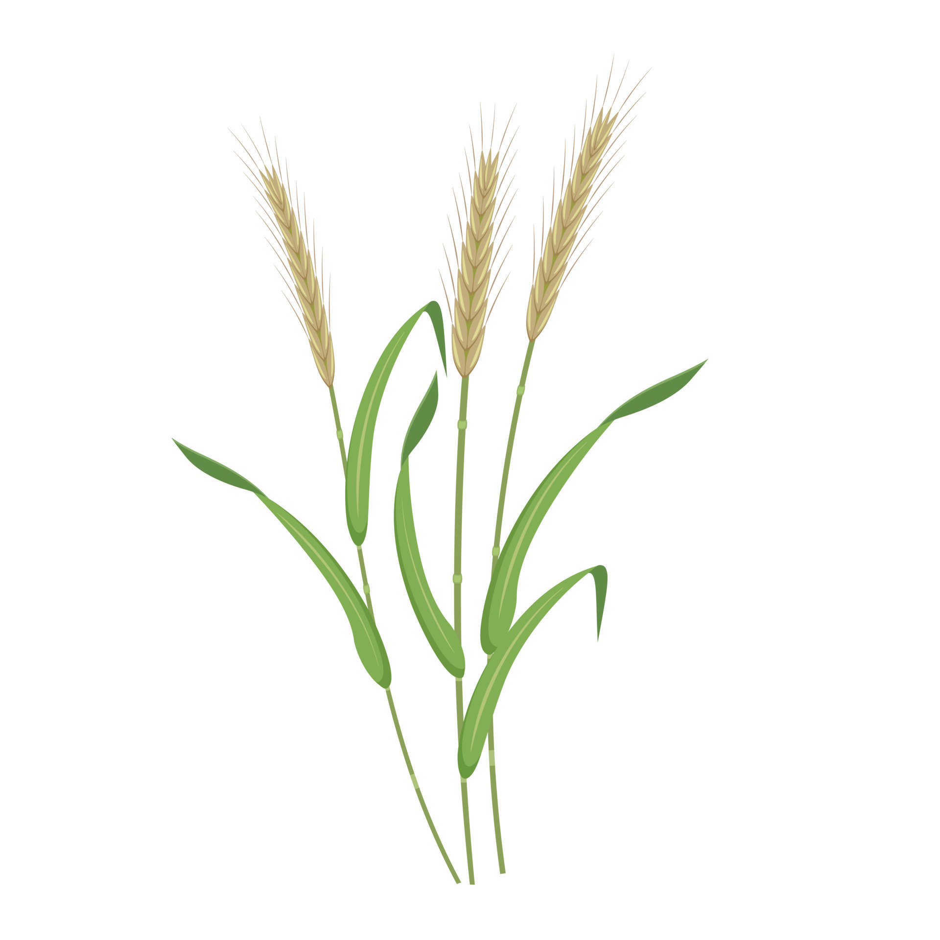 Spikelet of rye. Vector botanical illustration of cereal. Grain branch ...