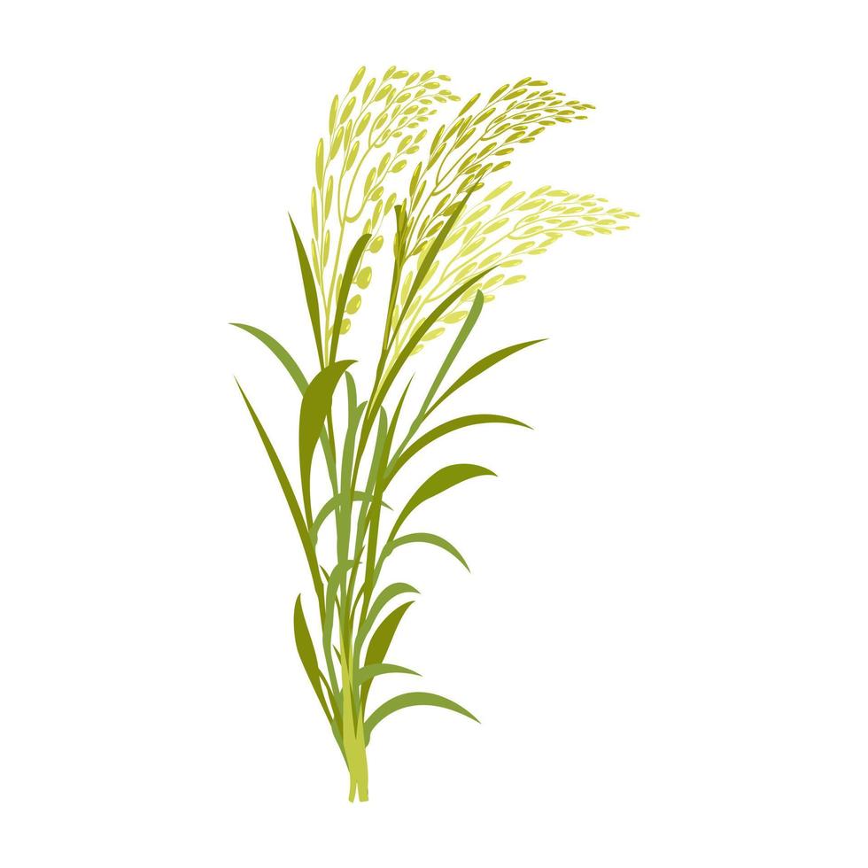 Rice stalk with leaves. Cereal plant on a white background. Vector illustration of the element of ears