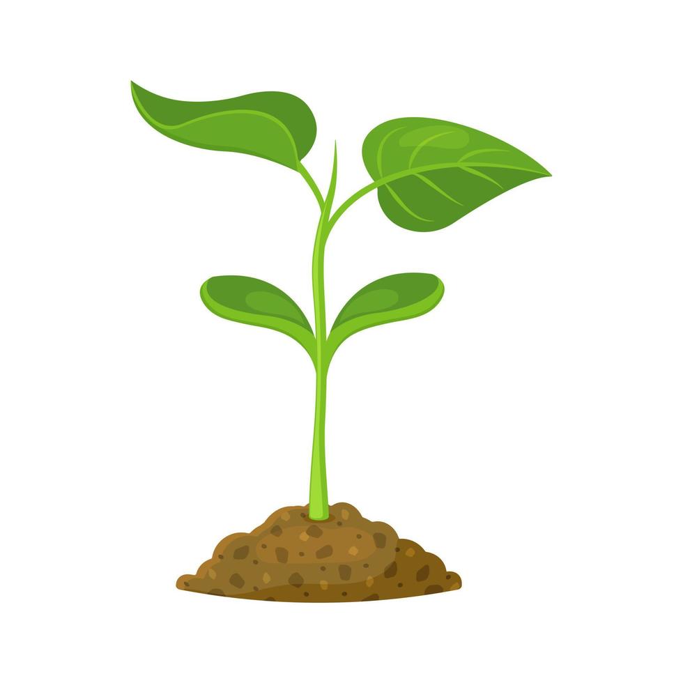 Green sprout in the soil on a white background. Vector illustration of a young plant. Bean seedling in cartoon style