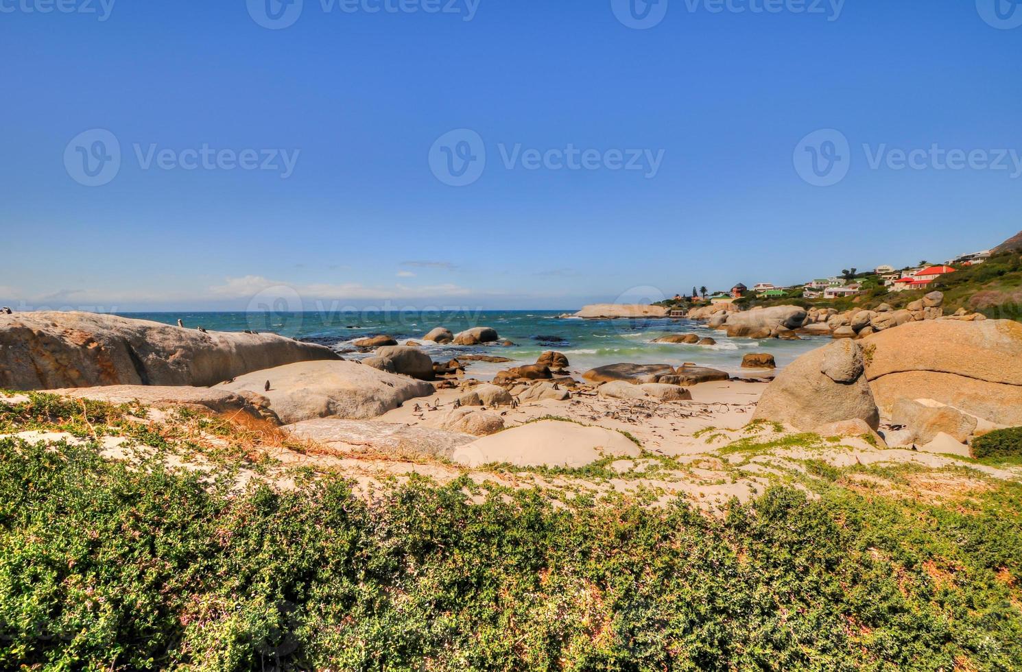 Penguins - Boulders Beach - South Africa photo