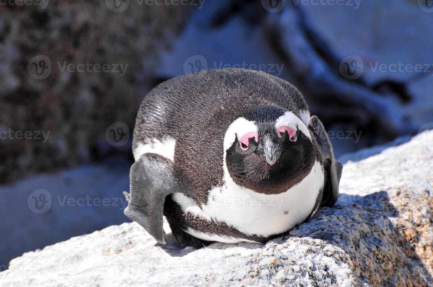 Penguin - Boulders Beach - South Africa photo