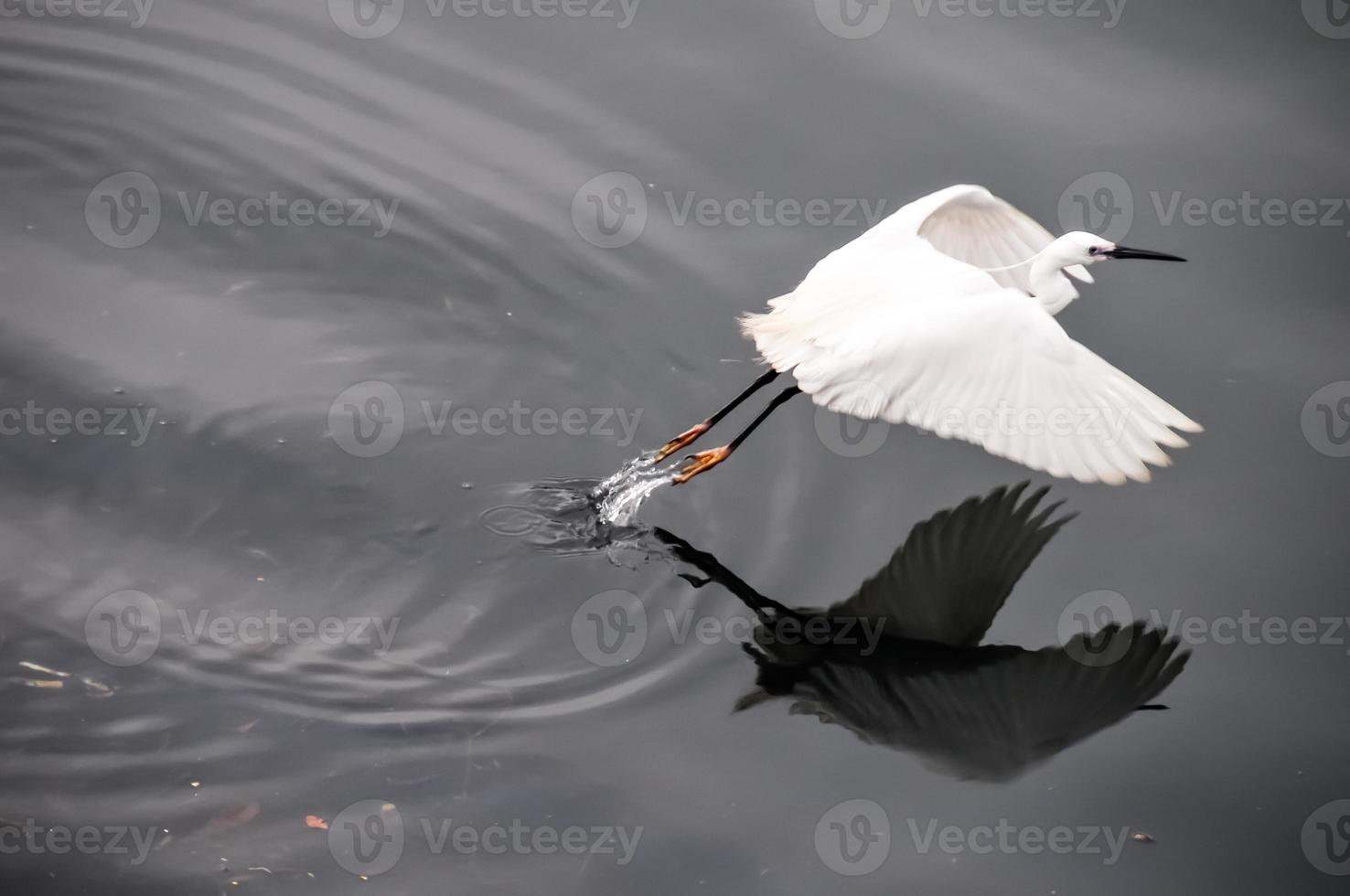 Crane Flying Off photo