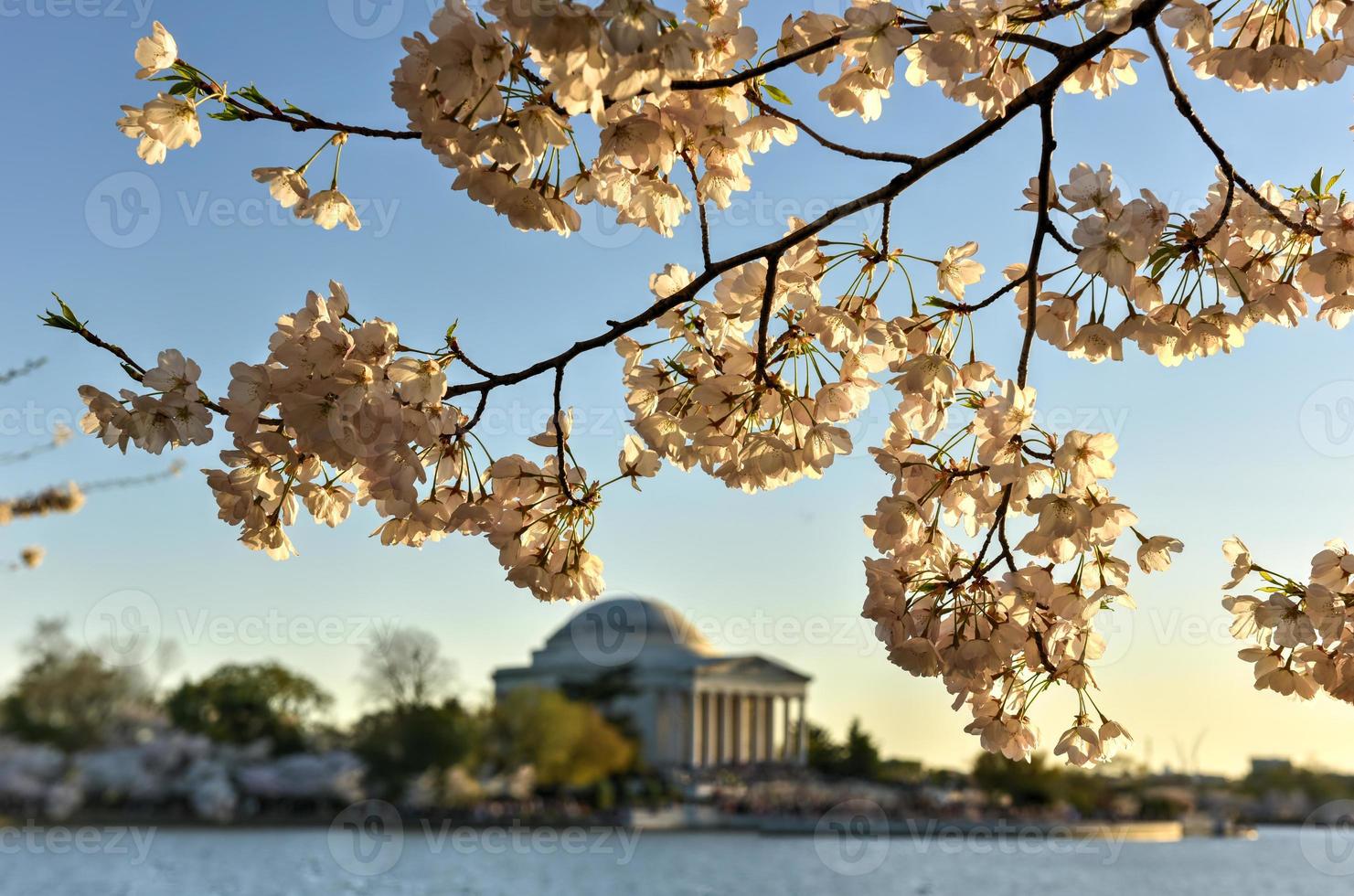 Cherry Blossom Festival - Washington, D.C. photo