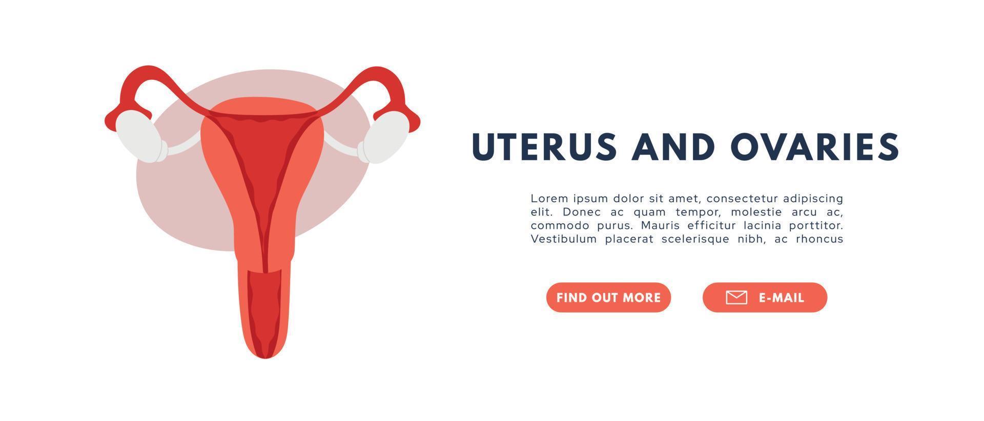 Female reproductive system. Uterus and ovaries. Flat vector illustration