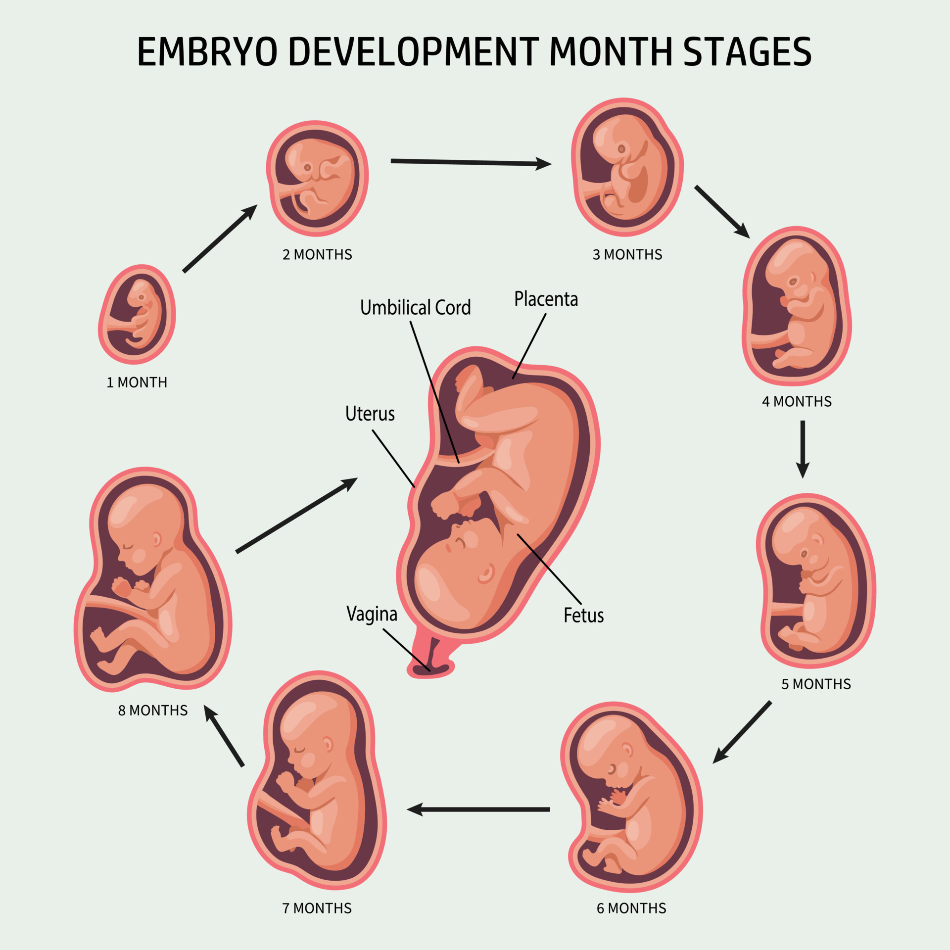 Embri n En El tero Establecido Desarrollo Y Crecimiento Del Feto En embri-n-en-el-tero-establecido-desarrollo-y-crecimiento-del-feto-en