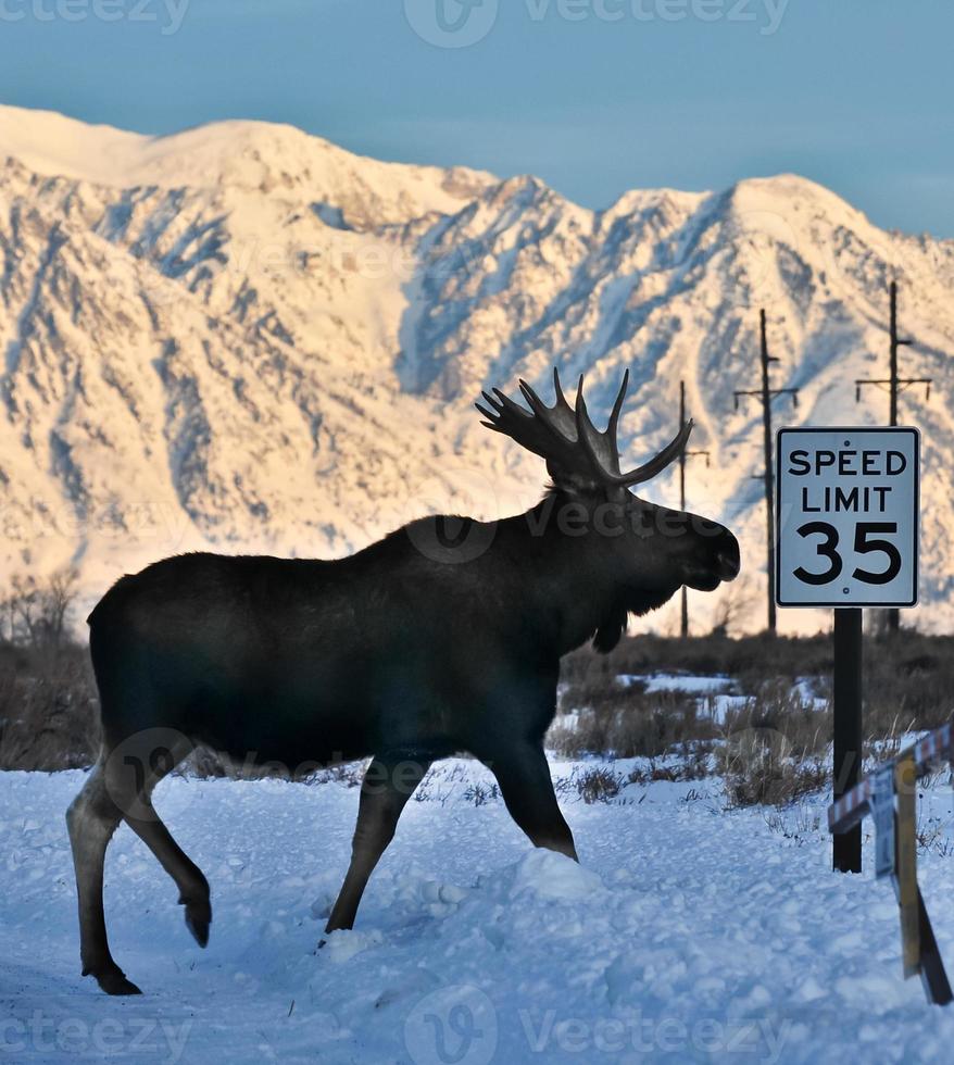 Observe the Speed Limit photo