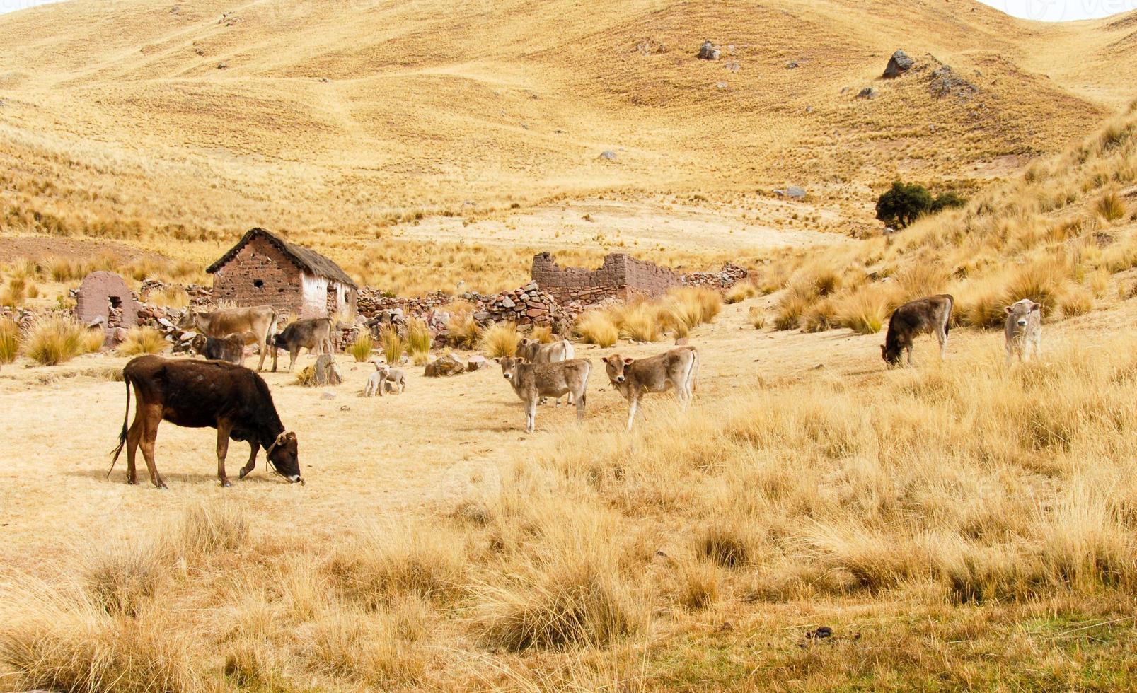 finca a lo largo de la carretera cusco-puno, peru foto