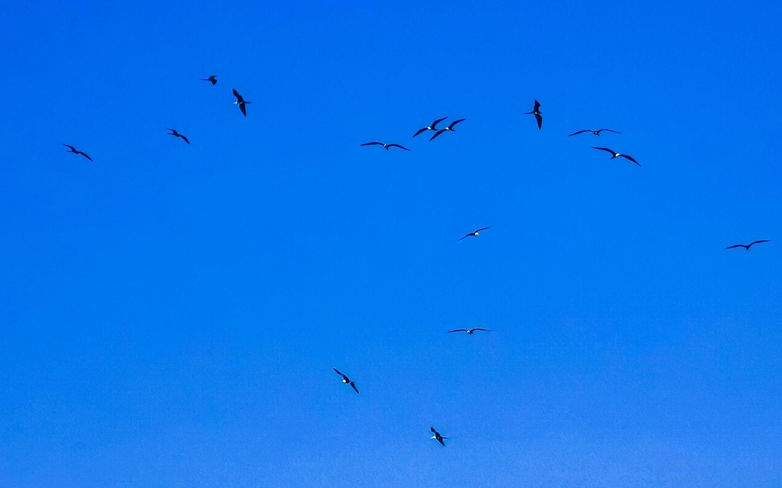 Fregat birds flock fly blue sky background Puerto Escondido Mexico. photo