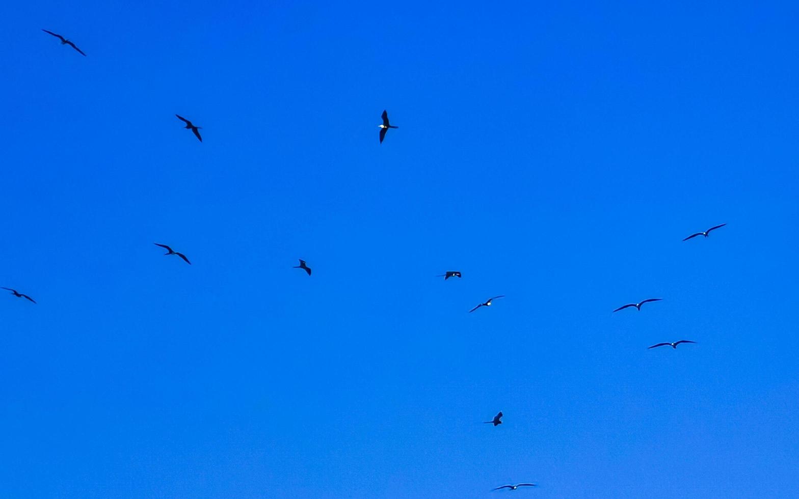 Fregat birds flock fly blue sky background Puerto Escondido Mexico. photo