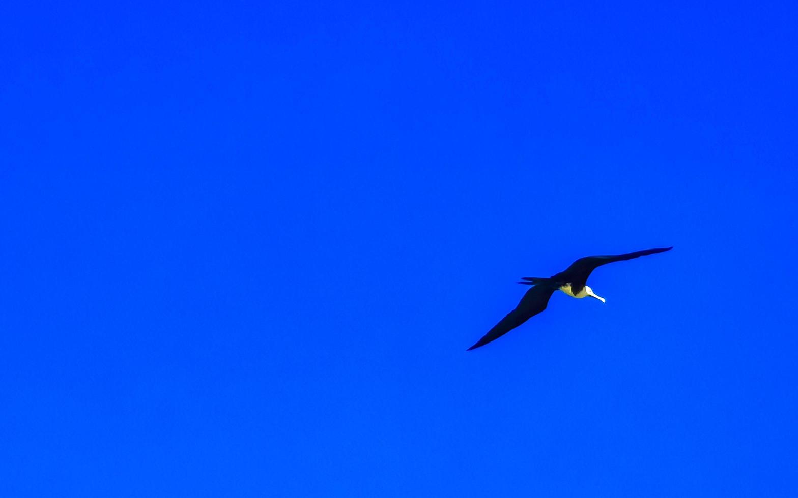 Fregat birds flock fly blue sky background Puerto Escondido Mexico. photo
