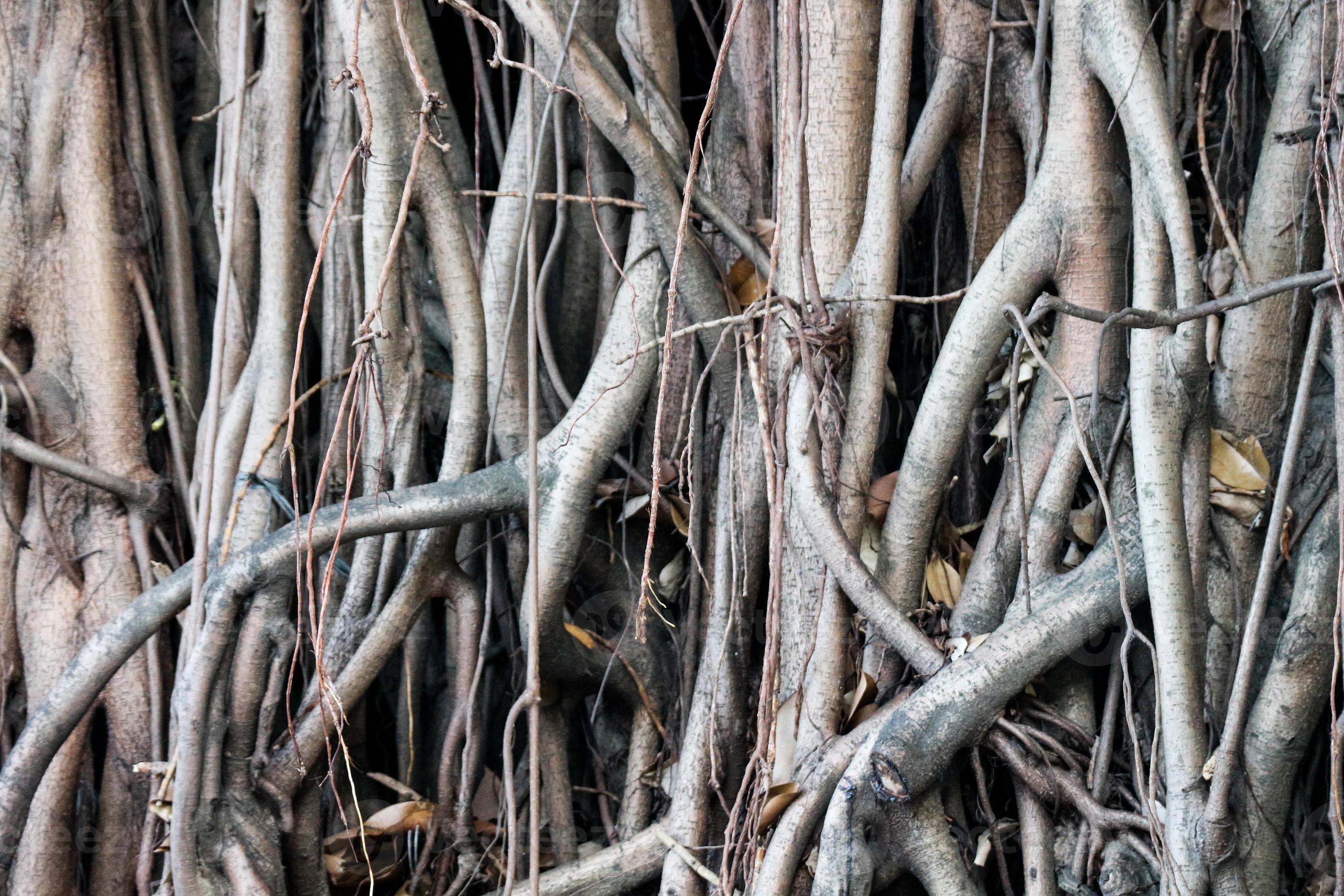 Banyan hanging root is a type of root that grows from the branches of the banyan tree that