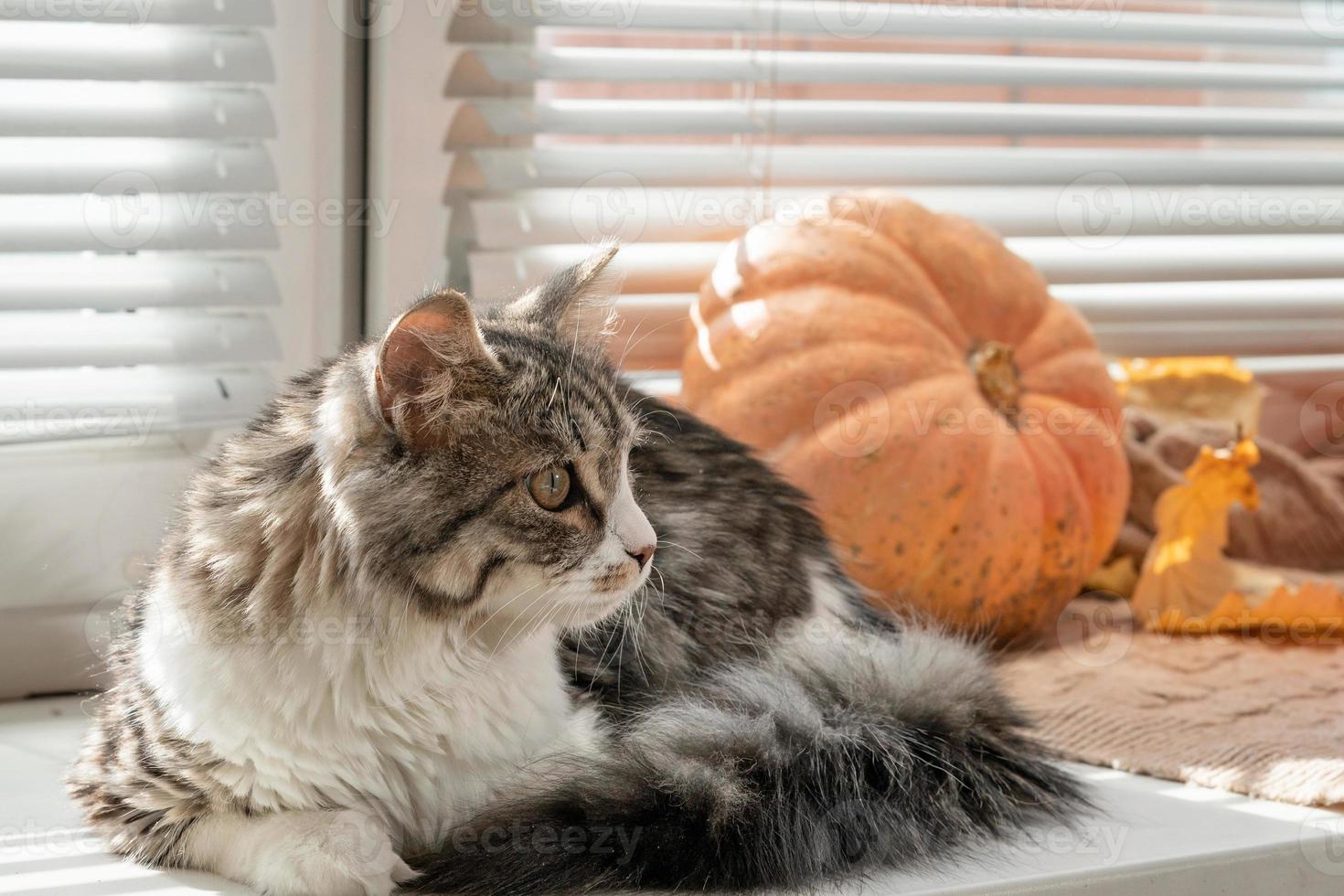 gato gris esponjoso se sienta en la ventana entre calabazas y hojas de otoño foto