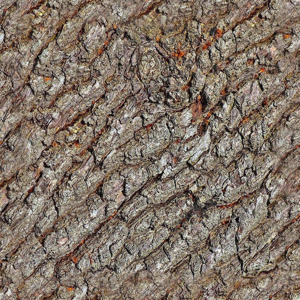 High resolution photo realistic seamless texture pattern of tree bark