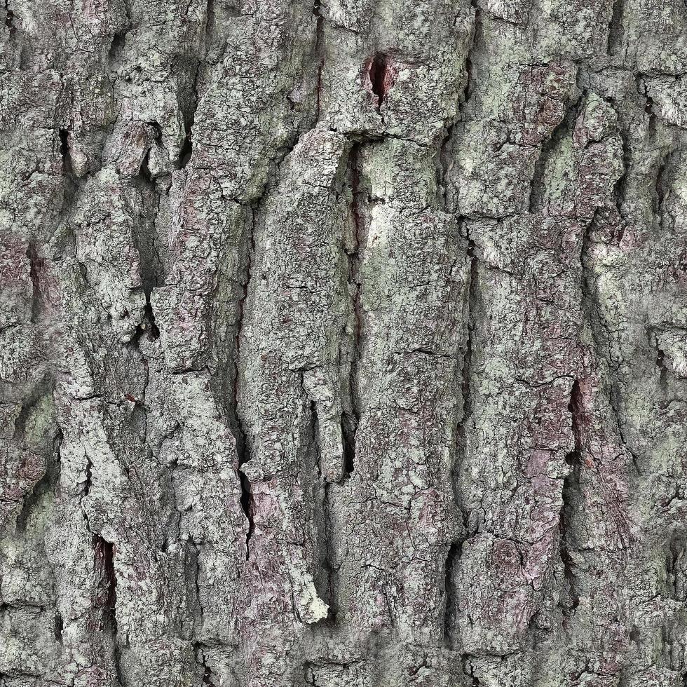 High resolution photo realistic seamless texture pattern of tree bark